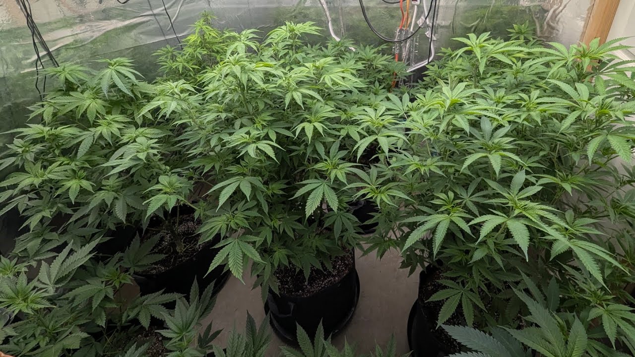 Ricky's hash plant + update on not defoliating and bud size.