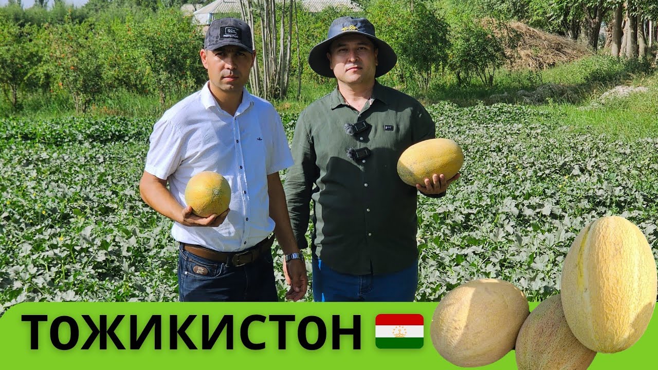 БИЗ ТОЖИКИСТОНДАМИЗ. VSR-601 F1 КОВУН ПИШДИ.