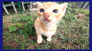 住処の回りを探検しだした子猫達