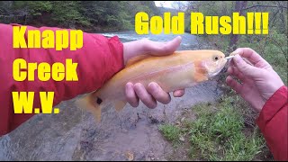 Famous Gold Rush! Golden Trout Knapp Creek West Virginia. Net Worth