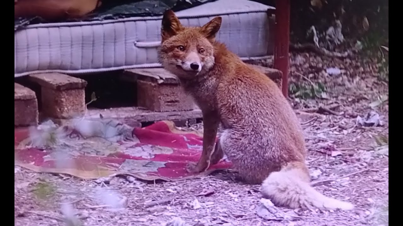 Film "Princess" - scena della volpe