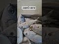 #audio #slowedandreverb #music #slowed #remix #fishing #ytdayibenionecikarnolur q #balık #mahshallah