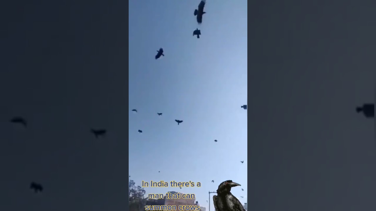 Невероятно! Индийский мужчина созывает ворон идеальными криками — вы не поверите своим ушам! 