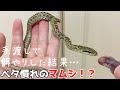 マムシ!?赤ちゃんヘビに手渡しで餌やりした結果…#3【ヘビの捕食】♦️Gloydius blomhoffii!? The result of feeding baby snakes ...#3