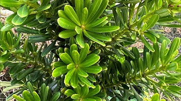 Tùng kim cương 300k - Hoa kiểng Cái Mơn, Chợ Lách -  Ngọc Ngân Bến Tre 0386569374