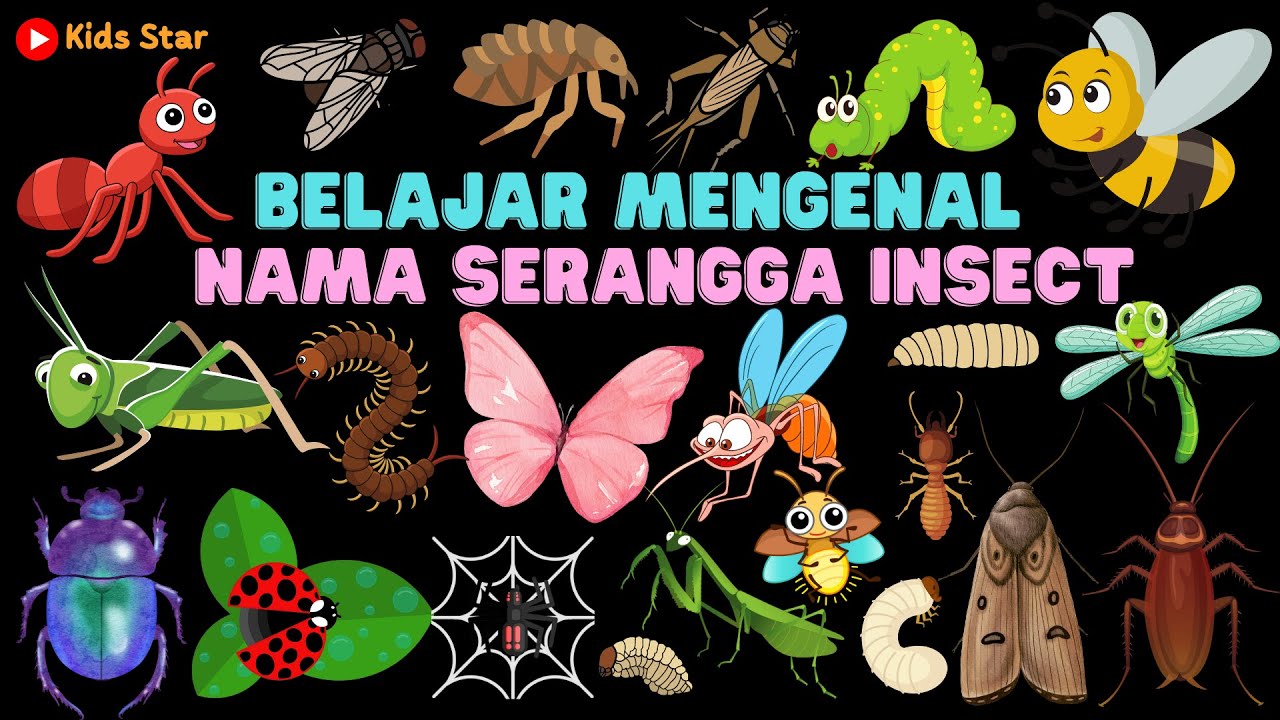 BELAJAR NAMA HEWAN SERANGGA BAHASA INDONESIA - INGGRIS | NAMES OF INSECT LEARN ANIMALS NAMA BINATANG