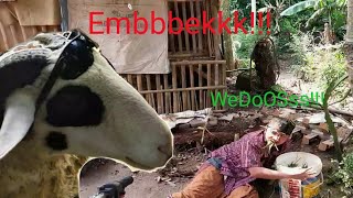 Download lagu KORBAN WEDUS ||(Kambing)!!! DAGELAN JOWO