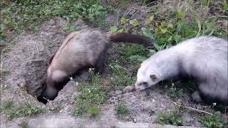 : Ferret Snoopy and Monchichi are rabbit hole inspectors