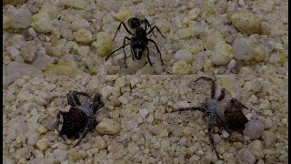 Bullet Ant Vs. Two African Tan Spiders  - (Bullet Ant Vs. Deux araignées beiges)