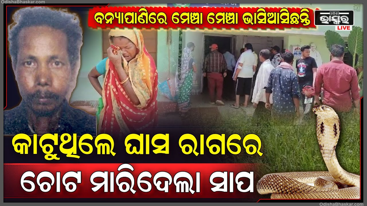 ଘାସ କାଟିବାକୁ ଯାଉଥିଲେ ଟିକେ ସାବଧାନ୍, ବନ୍ୟାପାଣିରେ ଭାସି ଆସୁଛନ୍ତି ମେଞ୍ଚା ମେଞ୍ଚା ସାପ...ମାରୁଛନ୍ତି ଚୋଟ