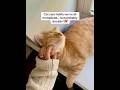 CAT MOM things we normalized as cat owners #catsoftiktok #catallergy #foryoupage #ad #cathome