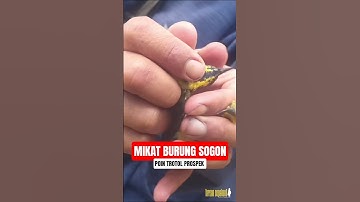 MIKAT BURUNG SOGON, POIN TROTOLAN PROSPEK #mikatburung #mikat #mikatsogon #sogon