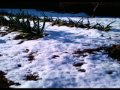 春の雪.wmv