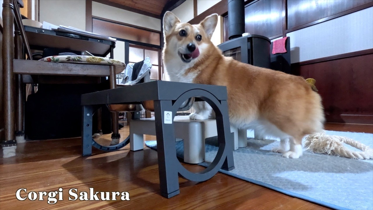 ご飯を綺麗に食べて満足なコーギー / A Corgi satisfied after licking the bowl clean.
