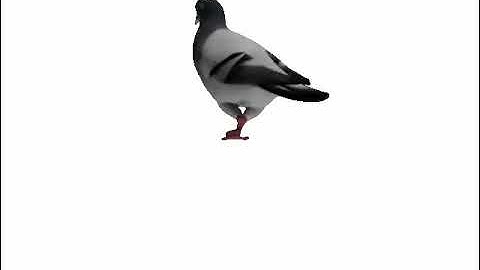 Latent Space Interpolation of a Pigeon