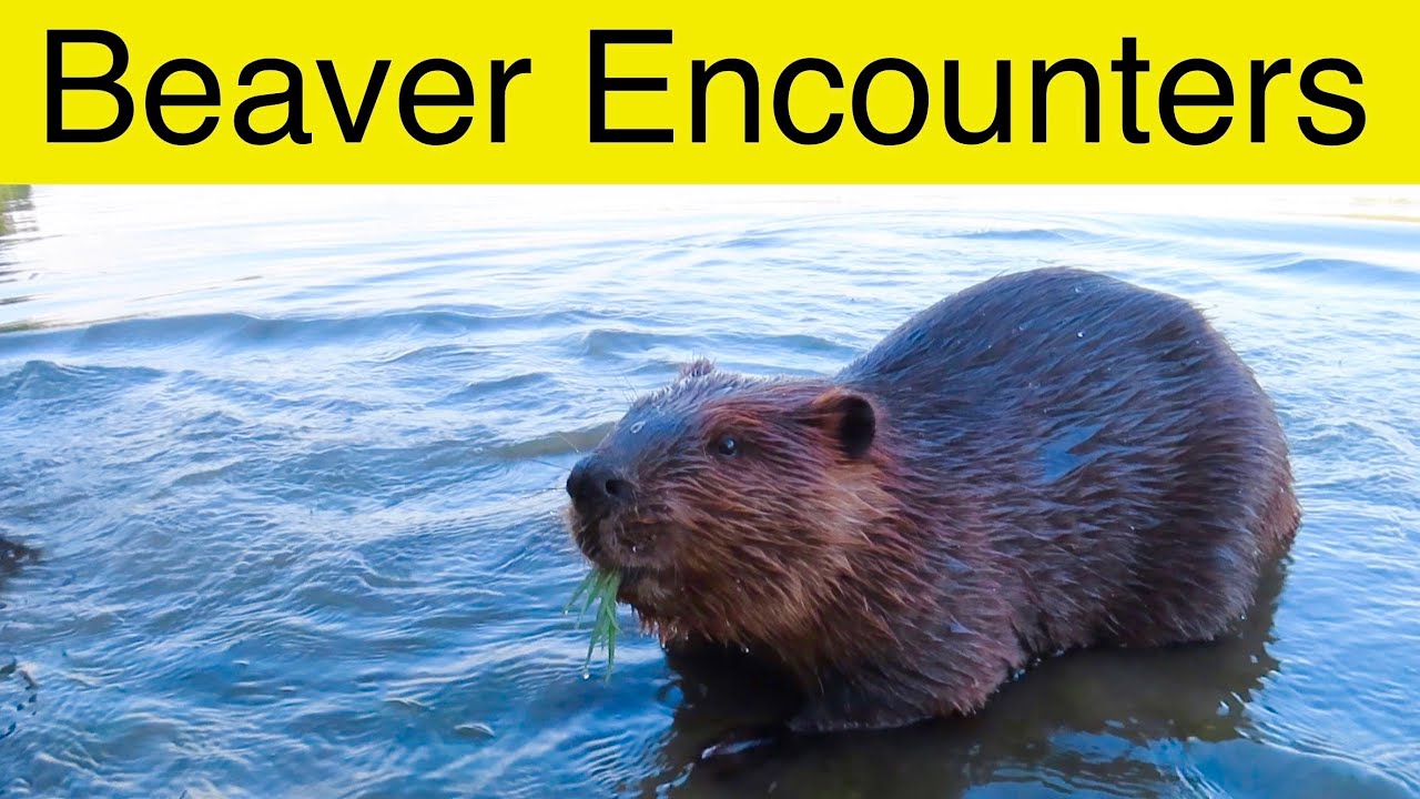 Watch My Very Close Encounter With a Wild Beaver YouTube