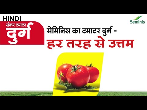 वीडियो: टमाटर फ्रेंच Grozdevoy