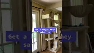 Cat Relaxes on Cat Tree After Messing Up Room By Breaking Furniture - 1185689