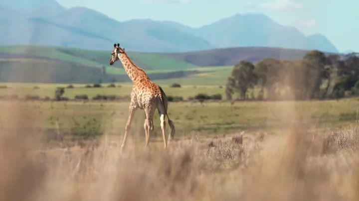 Majestic Giraffes of Africa 4K UHD