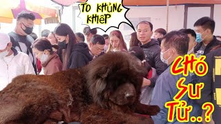 Phiên chợ chó có chihuahua,Ngao Tây Tạng, và nhiều loại giá rẻ...