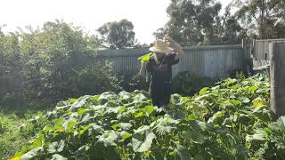 My back story and why I moved to rural Victoria 