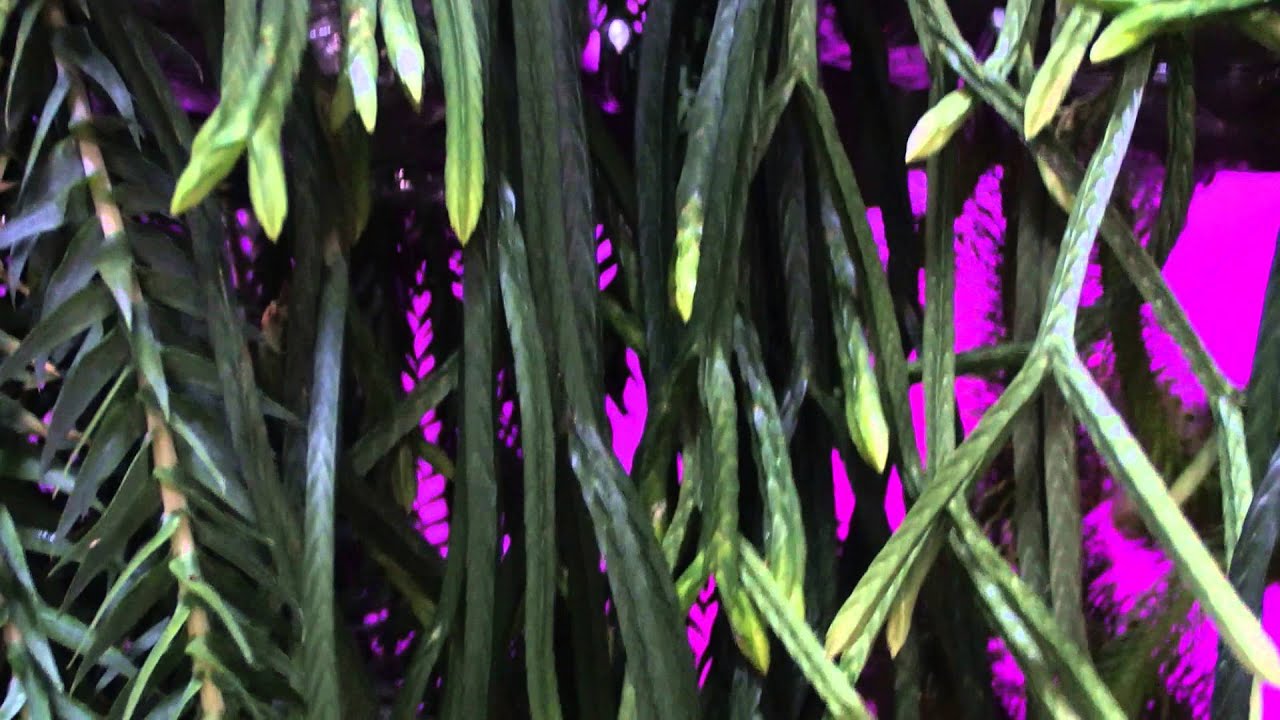 トチロー 　フペルジア　2種 Huperzia spp. #3 (フペルジアの仲間 3便目) - YouTube