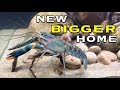 Moving a Crayfish