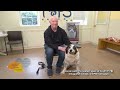 7/2/2026 | Boomer, Herbie and Journey | Mark's Furry Friends