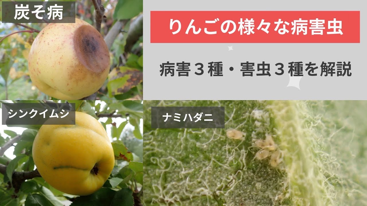 りんごの病害虫解説（病害3種・害虫3種） - YouTube