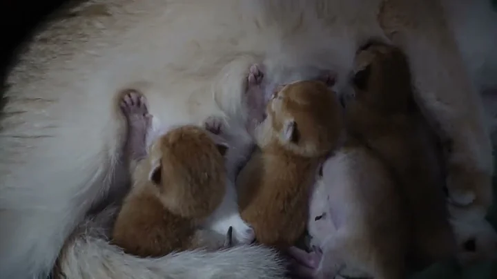 Video 11326161: tabby british shorthair kittens, british shorthair tabby cat, british shorthair golden tabby, catlover kitten british