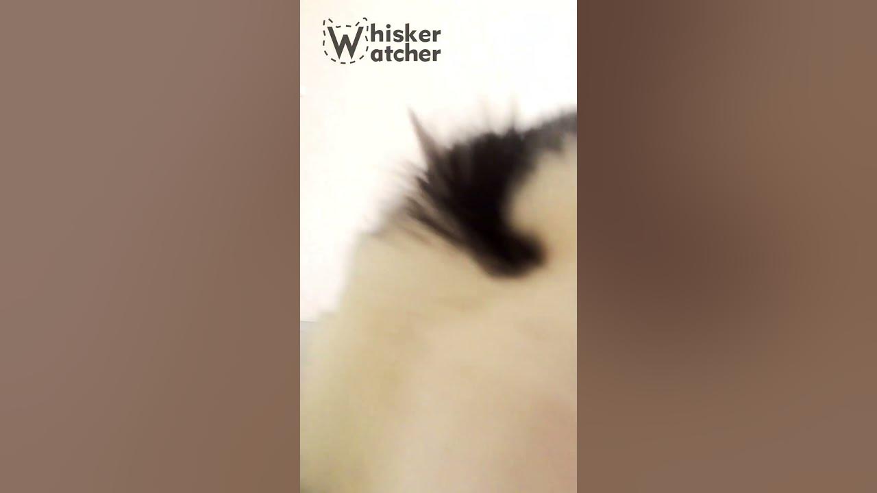 Playful Cat Attacks Camera! Hilarious Whisker Watcher Short YouTube