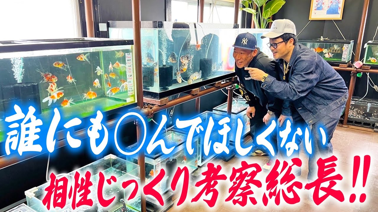 【けんかをやめて】春の金魚は危険がいっぱい!?