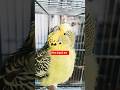 Periquito ( Verde Cinza ) fêmea,  normal!  #pets #budgies