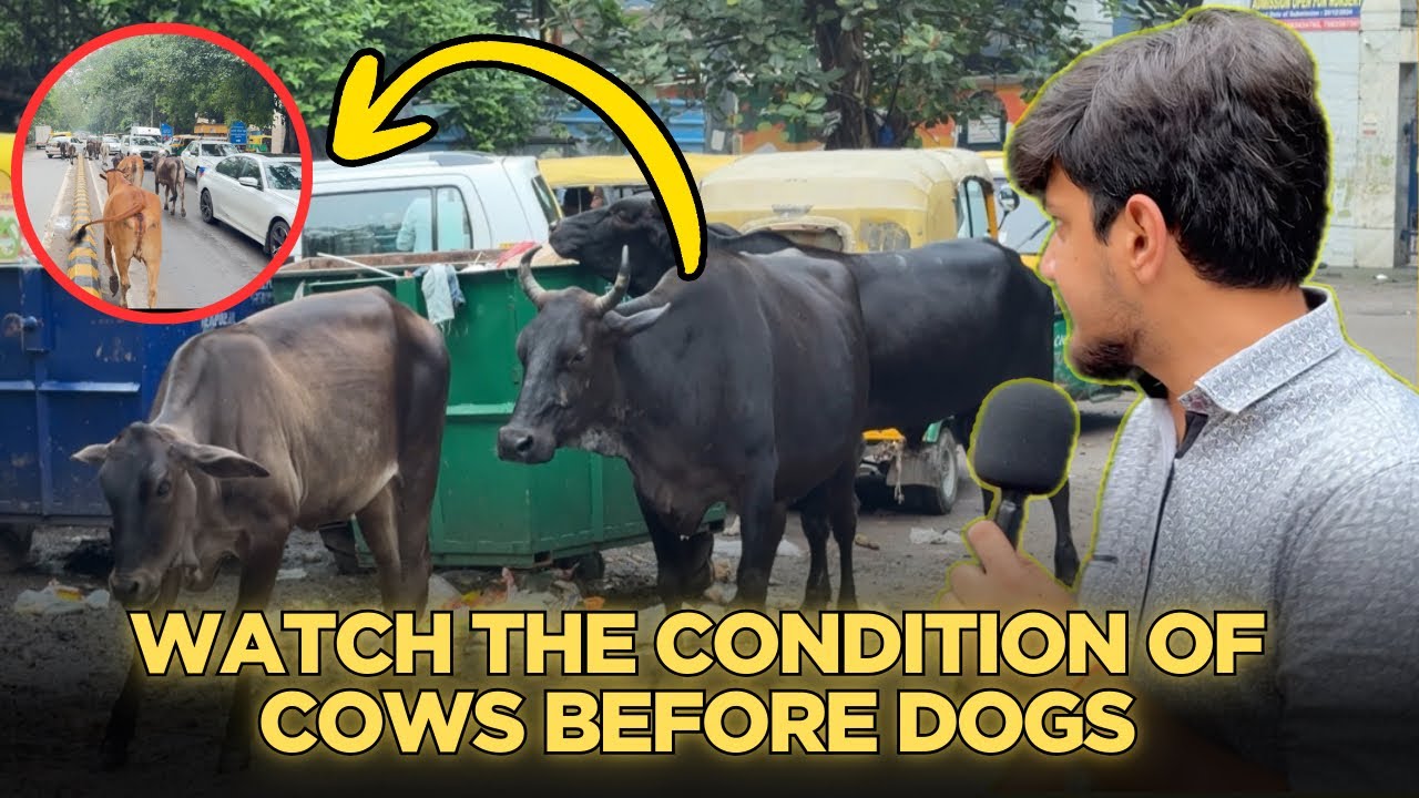 When Cow Shelters Fail: Delhi’s Stray Cattle Crisis & the Dog Shelter Debate