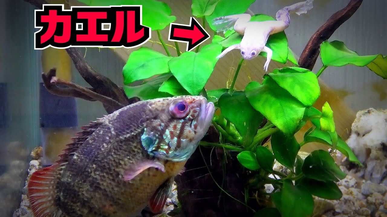I want you to see the cool Oyanirami fish in my house. - YouTube