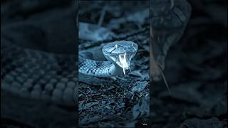 😱 Yeh Saanp Andhere Mein Bhi Dekh Sakta Hai! #facts #snake #saanp