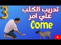ازاي تدرب كلبك علي امر تعالي  مع كابتن شريف شحاته وترامب