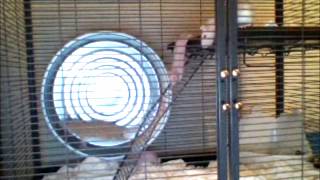 Rat on Metal 16 Inch Exercise Wheel
