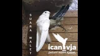 Suara walet paling banyak di cari petani bw