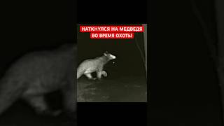 Медведь пришел на глухариный ток. Охота на глухаря. Весенняя охота.