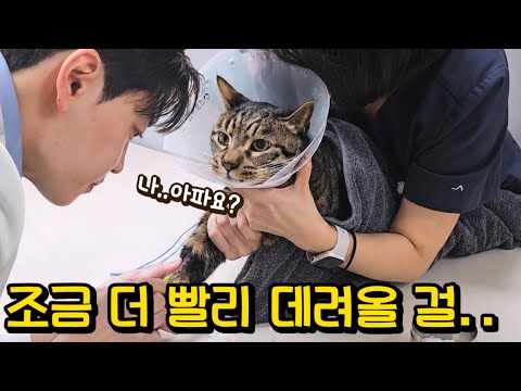 호동이가 아파요ㅠㅠ 단순 사료토 인줄 알았는데..내가 다 미안해 : 고양이 자가면역질환 thumbnail
