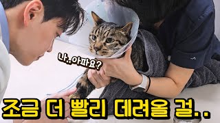 호동이가 아파요ㅠㅠ 단순 사료토 인줄 알았는데..내가 다 미안해 : 고양이 자가면역질환