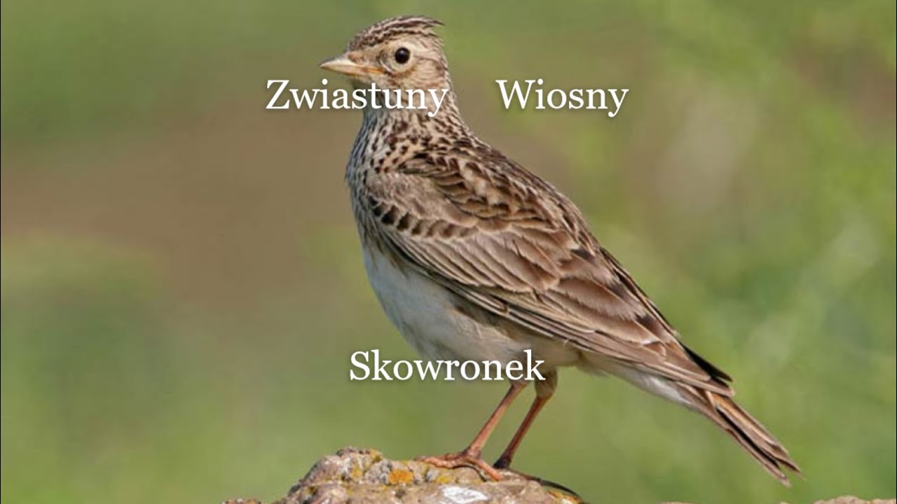 Zwiastuny wiosny (kwiaty, drzewa, owady, ptaki, ssaki). - YouTube