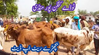 Market Cattle Mandi Kanganper Price Update Beauty Heavy Ablak Desi Pure Sahiwal Bachray