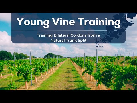 Training Bilateral Cordons from a Natural Trunk Split