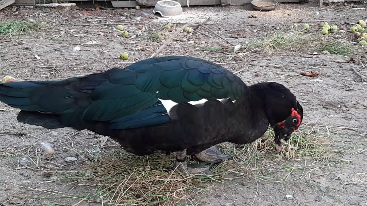 Muscoby Drake Wild type muscovy drake - YouTube