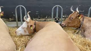 Impressionen von der Agrimesse in Thun 2022