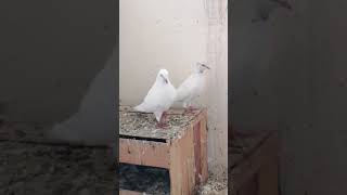 Very beautiful pigeon|| बहुत सुंदर कबूतर शॉर्ट्स।||#shorts||kbosrot kbotar||Amazing pigeons