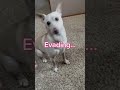Crimes My Dog is Definitely Guilty Of 🐾😂 #DogCrimes #FunnyDog #criminalbehavior #cutepuppy #humor