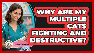 Why Are My Multiple Cats Fighting And Destructive? - Happy Cat Handbook